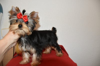 Étalon Yorkshire Terrier - Benshamah Arcadia's Soul