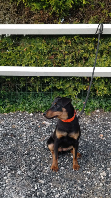 Étalon Terrier de chasse allemand - Apach' Des Marais De L'Essonne
