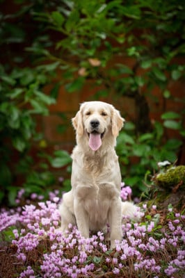 Étalon Golden Retriever - V'Capucine de la Gabrière