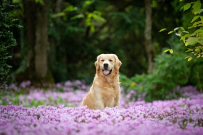 Étalon Golden Retriever - Umberto dis Leon Paul de la Gabrière