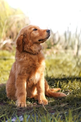 Étalon Golden Retriever - A'Hina de la Gabrière