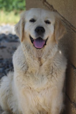 Étalon Golden Retriever - Sawyer (Sans Affixe)