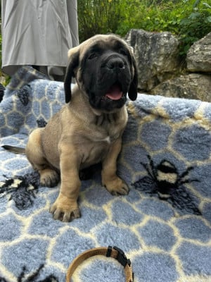 Étalon Mastiff - Baronne De L'Arche De Jovie