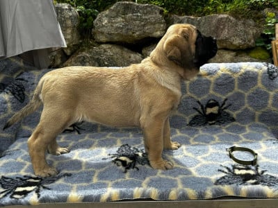Étalon Mastiff - Bridget Jones De L'Arche De Jovie