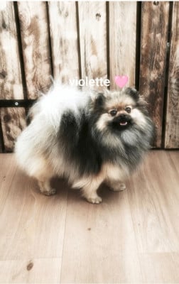 Étalon Spitz allemand - Violette Pom's de luxe