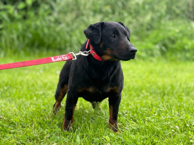 Étalon Terrier de chasse allemand - SOPRANO du haut de Koeking