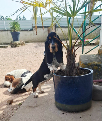 Étalon Basset Hound - Boulette Du Cercle De Léma