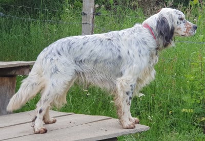 Étalon Setter Anglais - Stendhal de Roc Mignon