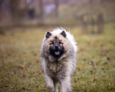 Étalon Eurasier - Ramses de la légende de gage Des Montagnes Argentées