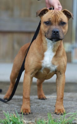 Étalon Staffordshire Bull Terrier - Apple Love Of Red Diamond's
