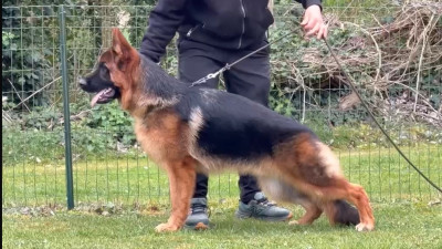 Étalon Berger Allemand - Athos du val d'Anzin