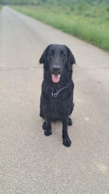 Étalon Flat Coated Retriever - Aoife Des Etoiles Sacrees Du Sud