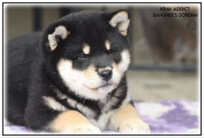 Étalon Shiba - Krav Addict Banshee's Scream