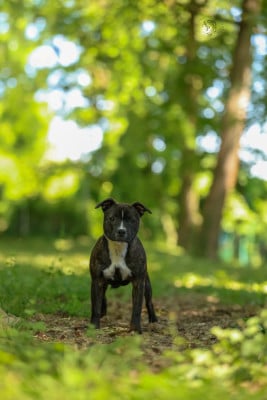 Étalon Staffordshire Bull Terrier - Absolut brindle jewel du Royaume Du Nanny Dog