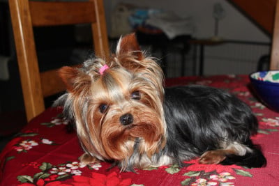 Étalon Yorkshire Terrier - VUITTON du Domaine des Chouettes Enchantées