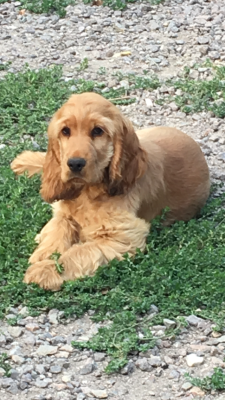 Étalon Cocker Spaniel Anglais - Ola lola Des Etoiles Gold