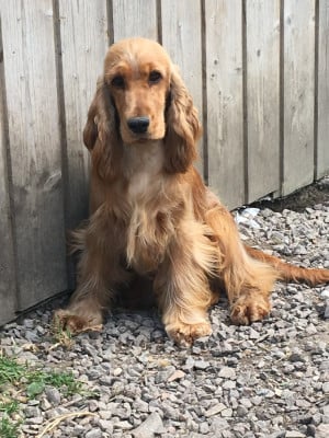 Étalon Cocker Spaniel Anglais - Nova des Etoiles De Lilou