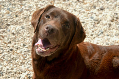 Étalon Labrador Retriever - Rythm and blues of Mayajoe's Dreams