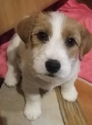 Étalon Jack Russell Terrier - PITCHOUNE LOU du Domaine De Léon De La Seille
