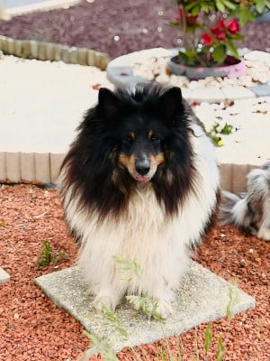 Étalon Shetland Sheepdog - Peter du mont de la chenaie