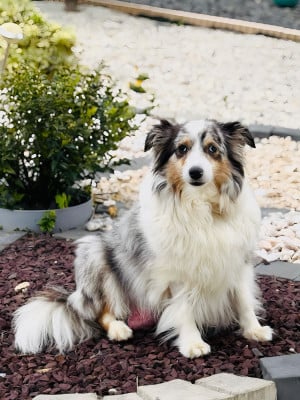 Étalon Shetland Sheepdog - Shanel Des Terres Vertes de L'Avernois