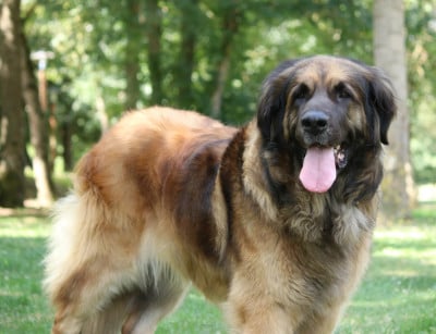 Étalon Leonberger - Liffey du Clos des Fuzelieres