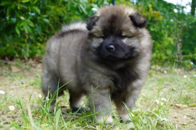 Étalon Eurasier - BEAUTY BLOOM (Sans Affixe)