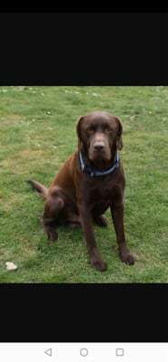 Étalon Labrador Retriever - ULKO De Saint Syp