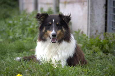 Étalon Shetland Sheepdog - VIHTA du mont de la chenaie