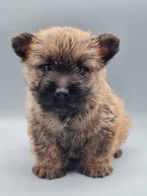 Étalon Cairn Terrier - ARNOLD SCHWARZENEGER du mont de la chenaie