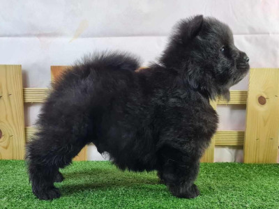 Étalon Chow Chow - UKIRO du mont de la chenaie