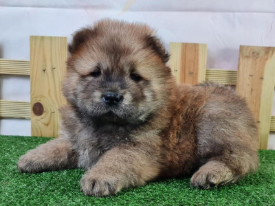 Étalon Chow Chow - UTSUMI du mont de la chenaie