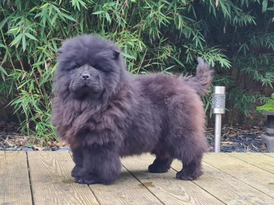 Étalon Chow Chow - USHI du mont de la chenaie