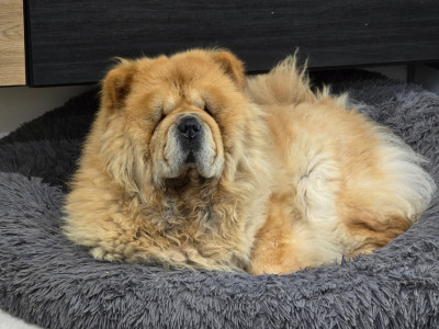 Étalon Chow Chow - carolina stars Edmanda