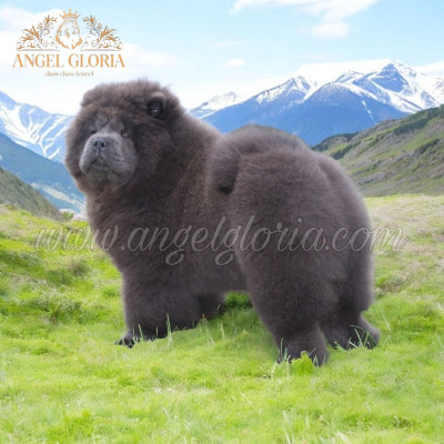 Étalon Chow Chow - SO POSH SKY angel gloria