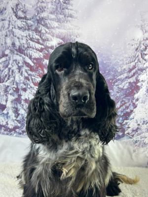 Étalon Cocker Spaniel Anglais - Sephora du mont de la chenaie