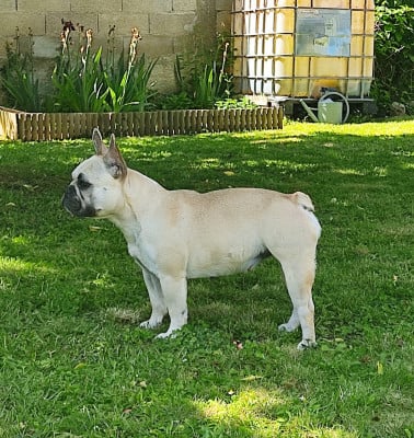 Étalon Bouledogue français - Tous les matins du monde Vendée