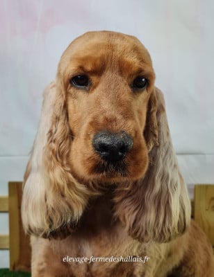 Étalon Cocker Spaniel Anglais - Utch du mont de la chenaie