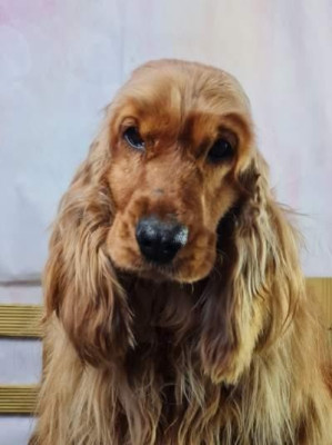 Étalon Cocker Spaniel Anglais - Ratatouille du mont de la chenaie