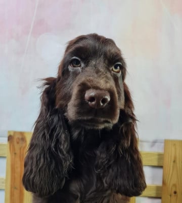 Étalon Cocker Spaniel Anglais - URANE du mont de la chenaie