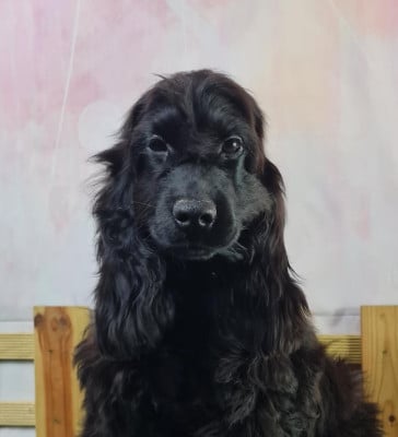 Étalon Cocker Spaniel Anglais - U2 du mont de la chenaie