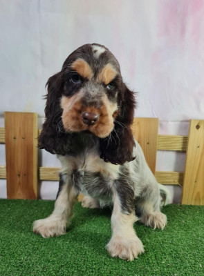 Étalon Cocker Spaniel Anglais - VANILLA du mont de la chenaie