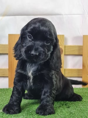 Étalon Cocker Spaniel Anglais - AYA NAKAMURA du mont de la chenaie
