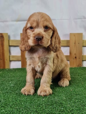 Étalon Cocker Spaniel Anglais - ARIANA GRANDE du mont de la chenaie