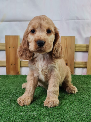 Étalon Cocker Spaniel Anglais - ANGELINA JOLIE du mont de la chenaie