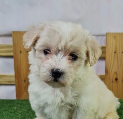 Étalon Coton de Tulear - VICKIE du mont de la chenaie