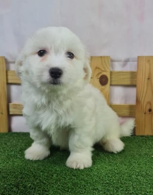Étalon Coton de Tulear - AKA du mont de la chenaie