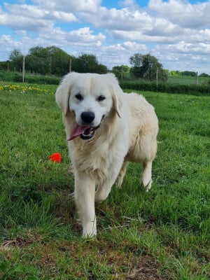 Étalon Golden Retriever - VALMY du mont de la chenaie