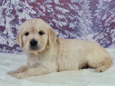 Étalon Golden Retriever - AKIRA du mont de la chenaie