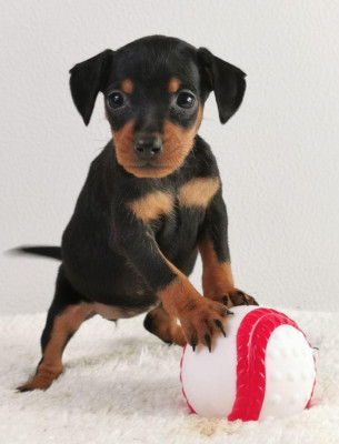 Étalon Pinscher nain - Squeezie du mont de la chenaie